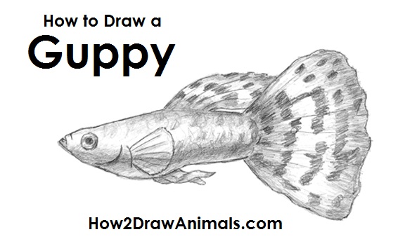 593x341 How To Draw A Fish - Fish Drawing Photos