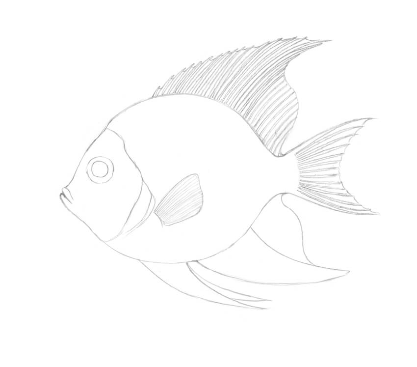 850x747 How To Draw A Tropical Fish - Fish Drawing Photos