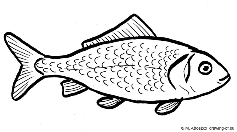 800x448 Fish Draw - Fish Drawing Photos