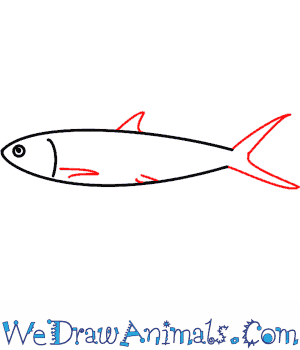 300x350 How To Draw A Fish - Fish Drawing Photos