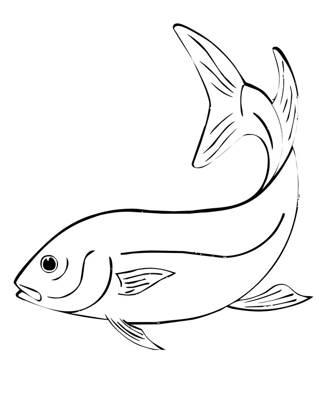 Fish Drawing Pictures