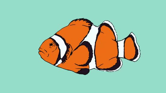 550x309 How To Draw A Clownfish Steps - Fish Drawing Pictures