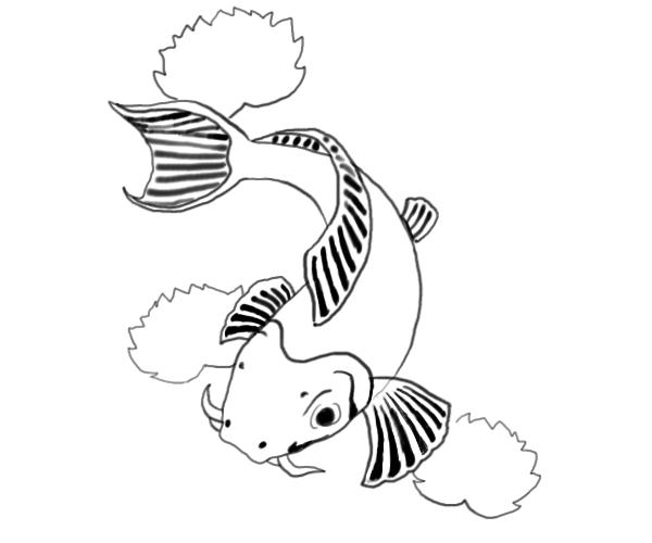 600x500 Koi Fish Drawings - Fish Drawing Pictures