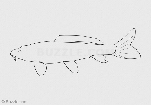 500x350 Tips For Drawing The Symbolic Koi Fish In A Few Simple Steps - Fish Drawing Pictures