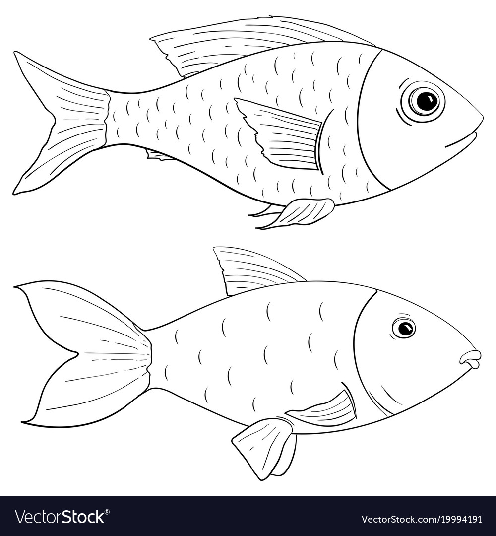 1000x1080 Useful Fish Outline Drawing At Getdrawings Com - Fish Drawing Pictures
