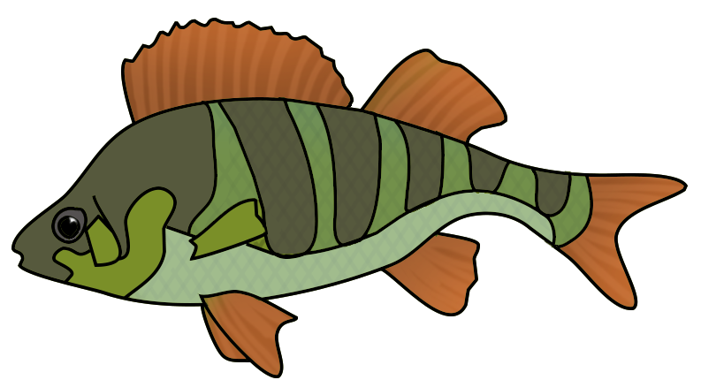 793x430 Clipart Fish Drawing - Fish Drawing Pictures