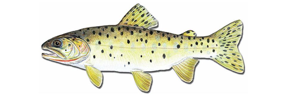 960x325 Fish And Aquatic Species - Fish Drawing Pictures