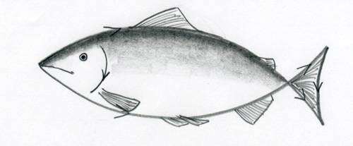 500x207 How To Draw A Fish - Fish Drawing Simple