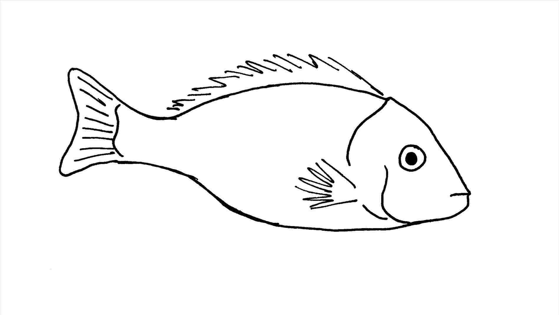 Fish Drawing Simple at Explore collection of Fish