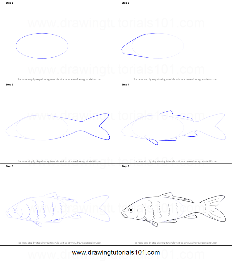 751x846 how to draw a carp fish printable step step drawing sheet how - Fish Drawing Step By Step