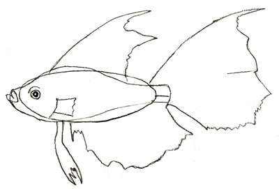 400x271 How To Draw A Fish - Fish Drawing Step By Step