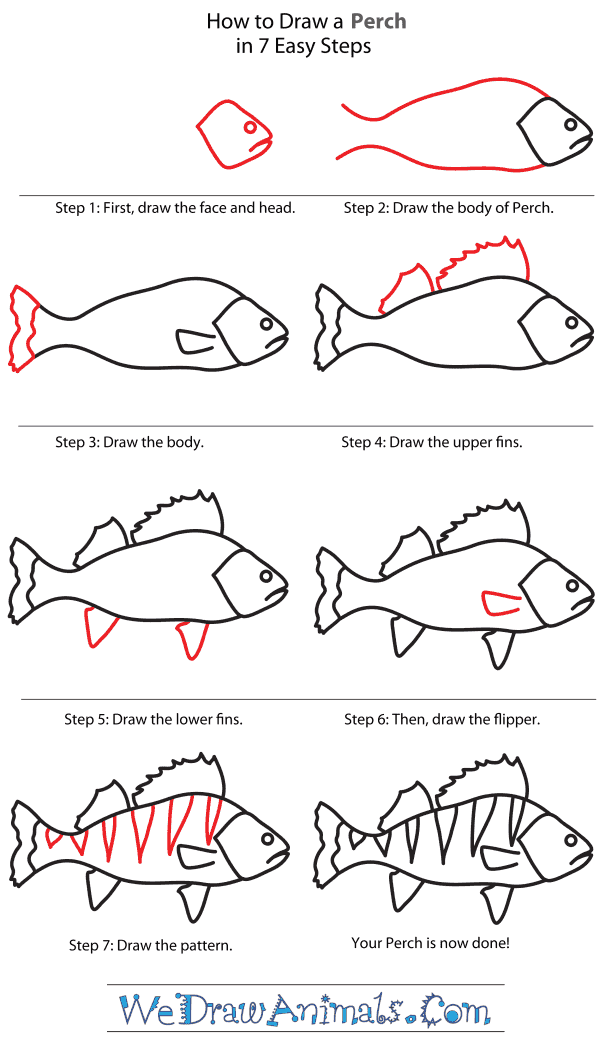 600x1044 how to draw a perch - Fish Drawing Step By Step