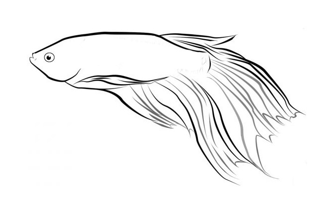 Fish Drawing Template