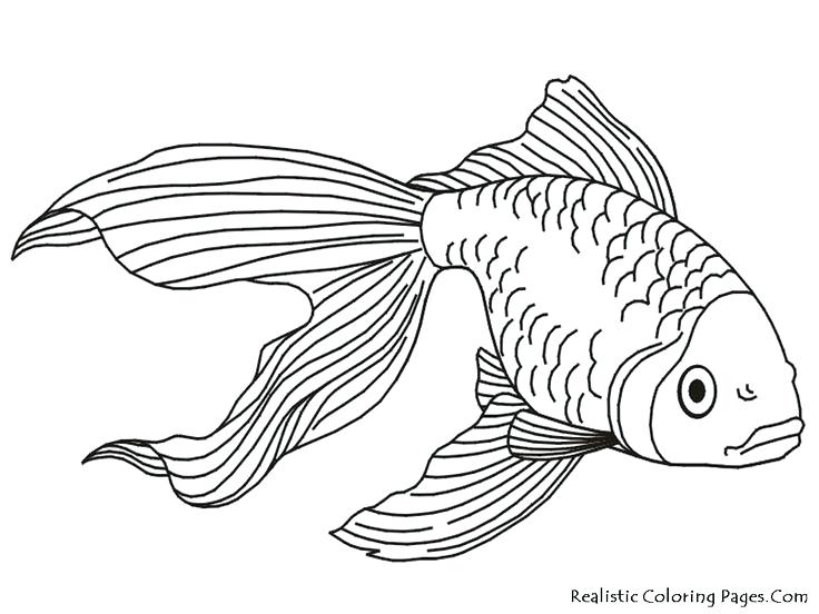 736x552 koi fish outline download fish outline drawing tattoos google - Fish Drawing Template