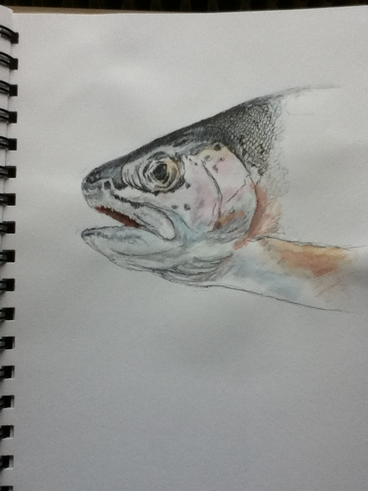 720x960 Fish Head - Fish Head Drawing