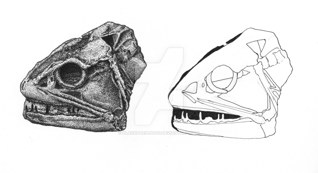 1024x559 Fossil Fish Head - Fish Head Drawing