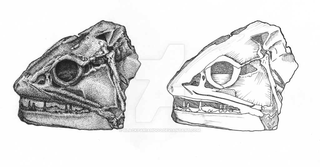 1024x535 Fossil Fish Head - Fish Head Drawing