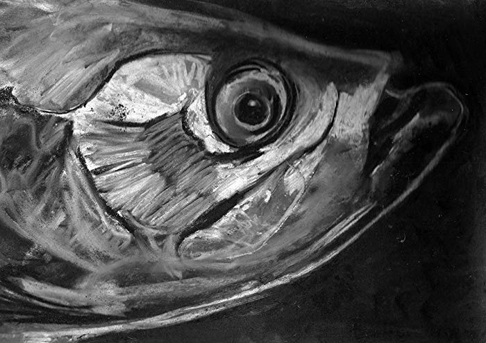 700x495 Tarpon Head Wall Art, Tarpon Charcoal Drawing - Fish Head Drawing