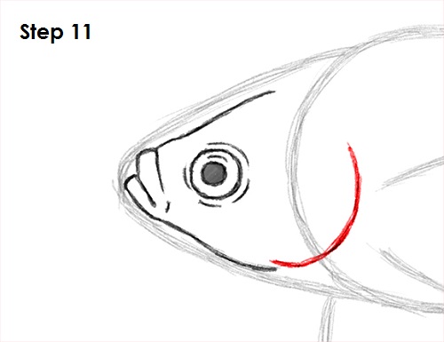 500x385 How To Draw A Betta Fish - Fish Head Drawing