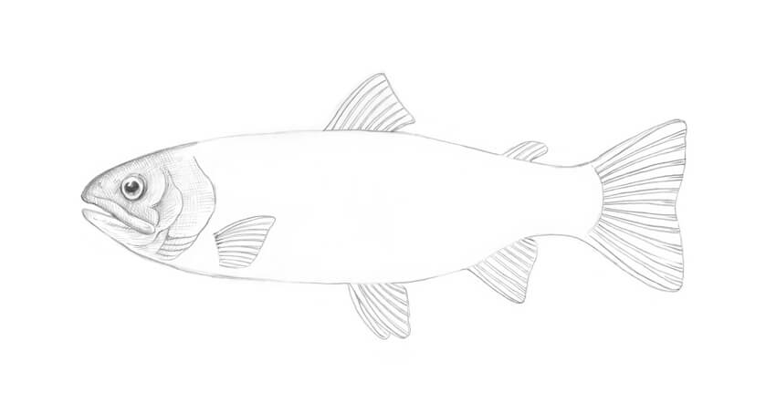 850x453 How To Draw A Fish - Fish Head Drawing