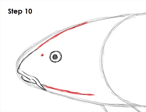 500x386 How To Draw A Koi Fish - Fish Head Drawing