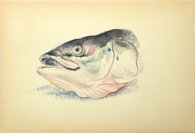 650x443 Fish Head - Fish Head Drawing