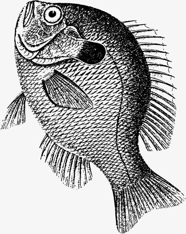 650x817 Fish Jumping Out Of Water Drawing - Fish Jumping Out Of Water Drawing