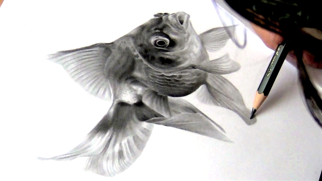 Fish Pencil Drawing at Explore collection of Fish