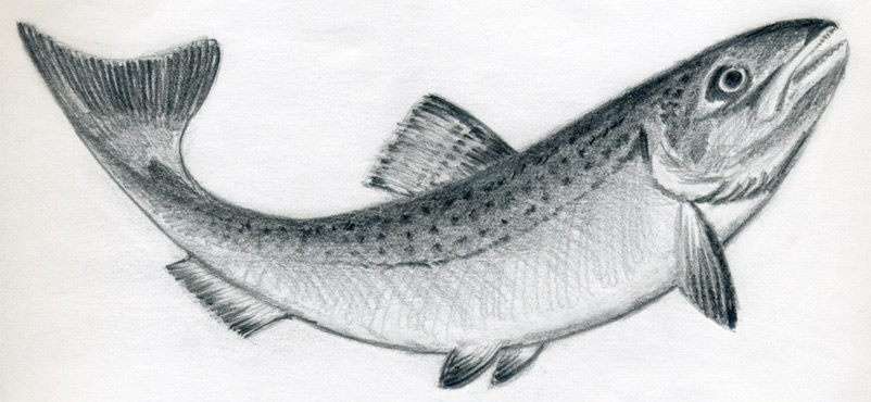 802x370 How To Draw A Fish - Fish Pencil Drawing