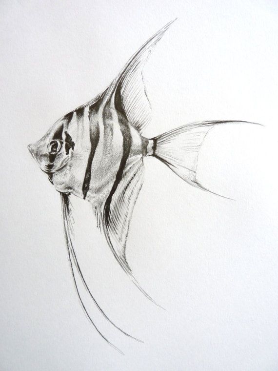 570x760 Angel Fish Drawing In Pencil - Fish Pencil Drawing