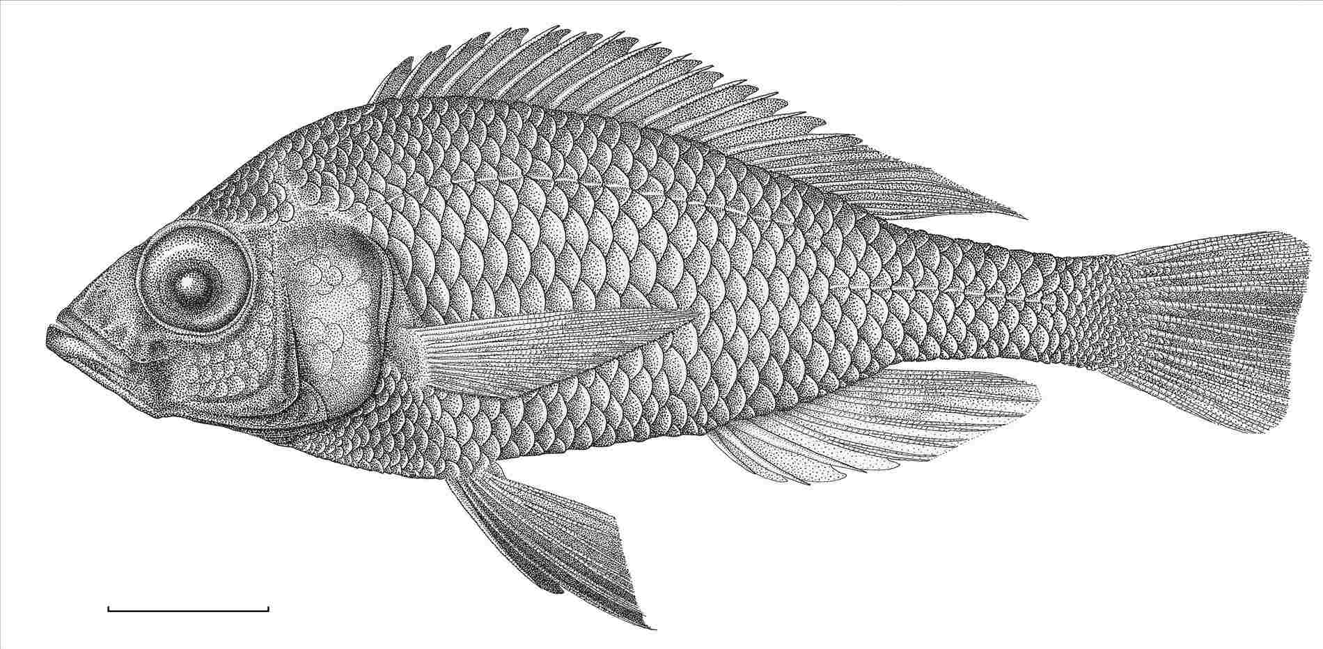 Fish Pencil Drawing at PaintingValley.com | Explore collection of Fish