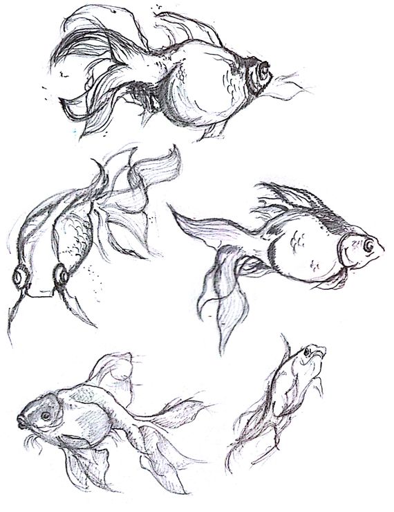 570x740 Pencil Drawings Of Fish Dancing With Fish - Fish Pencil Drawing