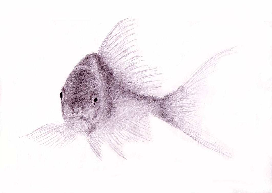 1062x752 Pencil Drawing Of A Fish - Fish Pencil Drawing