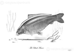 300x212 The Black Mirror Classic Famous Carp Series Pencil Drawing Fishing - Fish Pencil Drawing