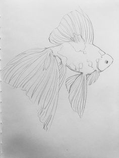 236x314 Koi Fish Drawings In Pencil - Fish Pencil Drawing