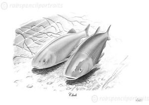 300x212 Chub Chevin Chavender Limited Edition Pencil Drawing Art Print - Fish Pencil Drawing