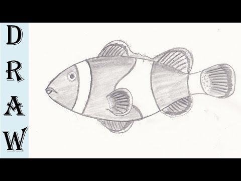 480x360 Clown Fish Pencil Drawing - Fish Pencil Drawing