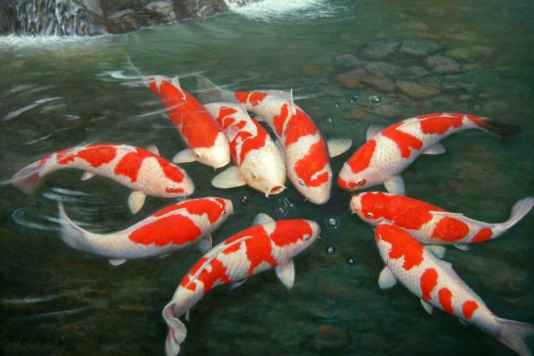750x500 Koi Fish Pond Drawing Hd Wallpaper, Background Images - Fish Pond Drawing