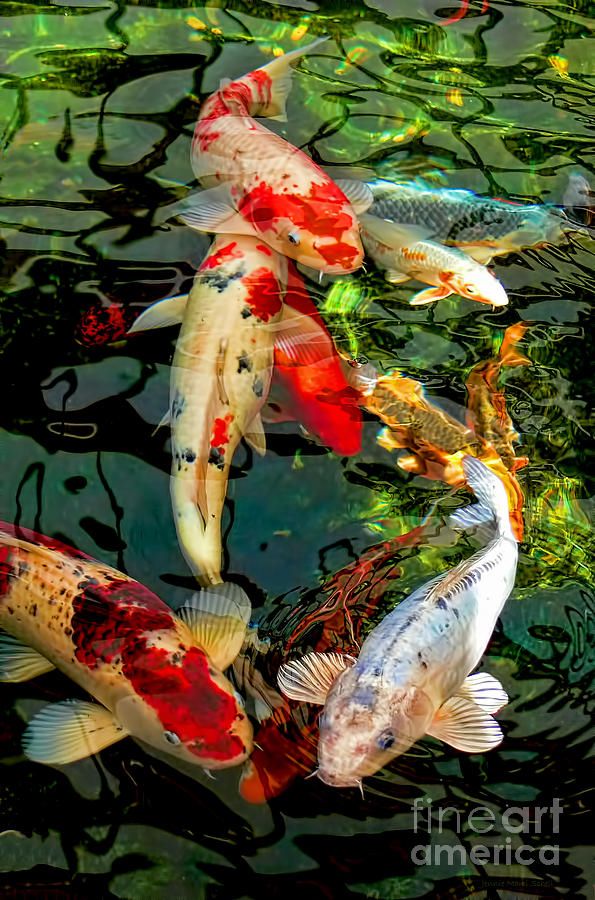 595x900 Koi Pond Miss Beautiful Koi - Fish Pond Drawing