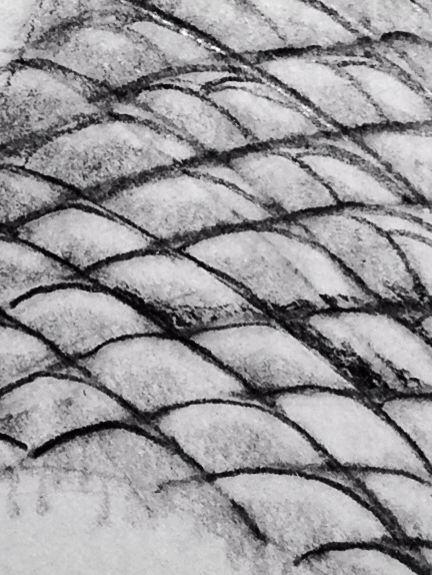 432x575 Fish Scales In Pencil Done - Fish Scales Drawing