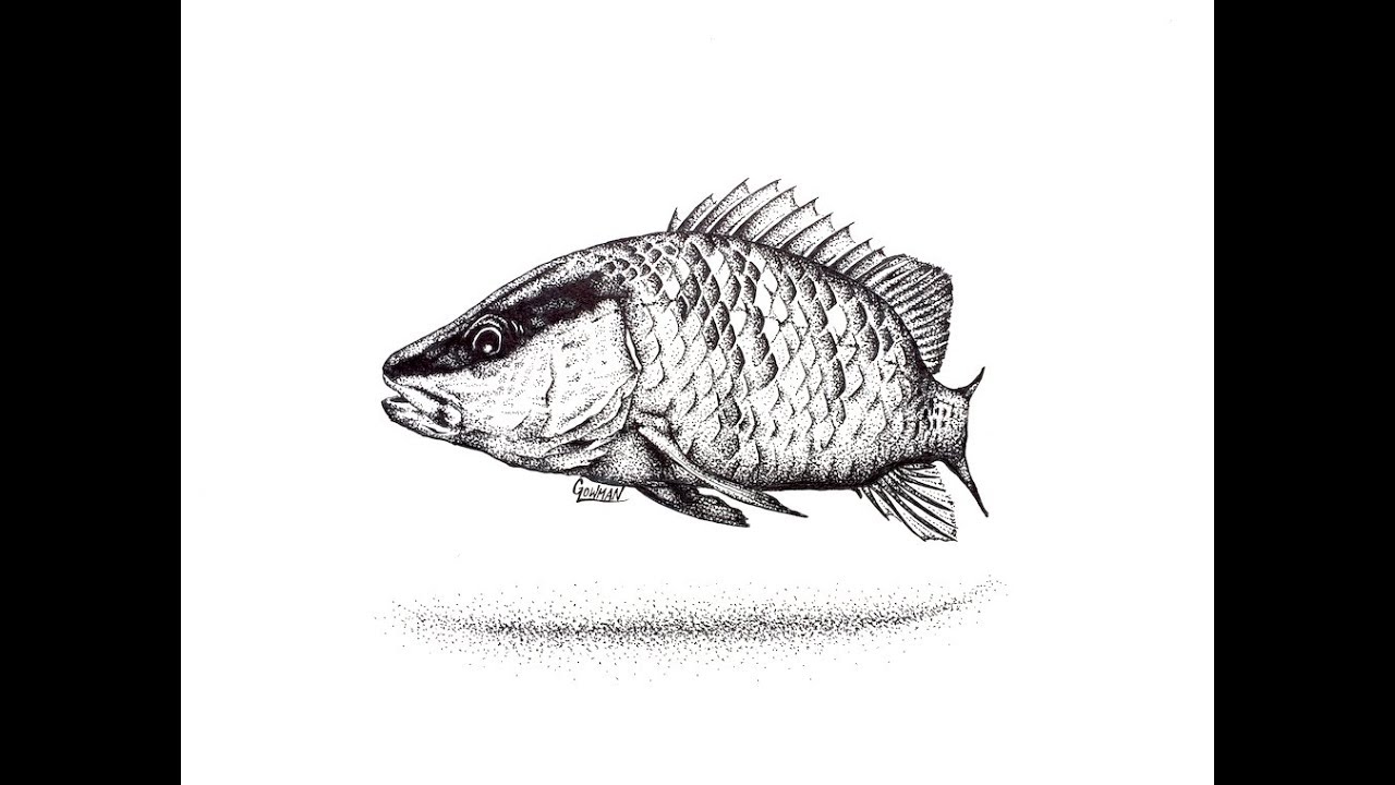 Fish Scales Drawing at PaintingValley.com | Explore collection of Fish