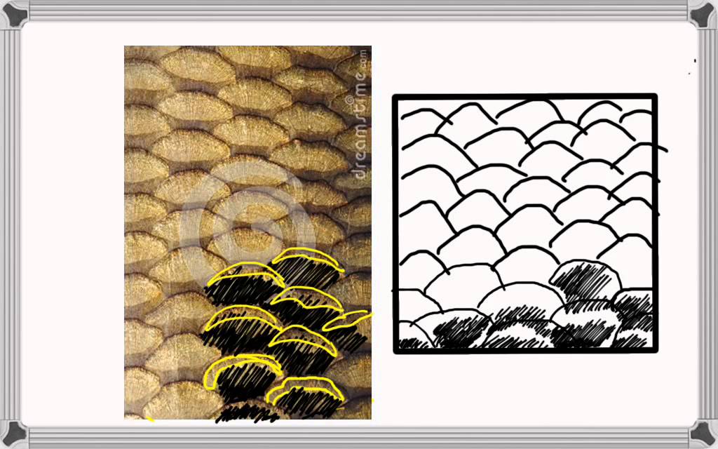 1024x640 How To Draw Fish Textures Of Fish Scales - Fish Scales Drawing
