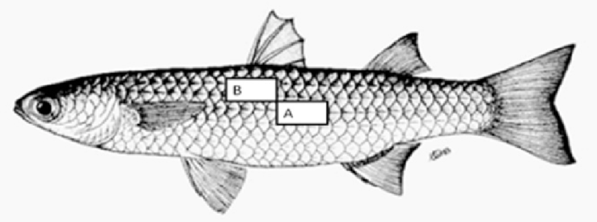 35+ Latest Detailed Fish Scales Drawing | Barnes Family