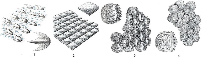 Fish Scales Drawing at PaintingValley.com | Explore collection of Fish