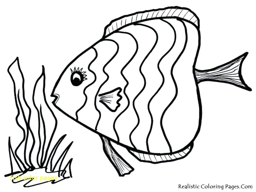 1024x768 Fish Simple Drawing - Fish Simple Drawing