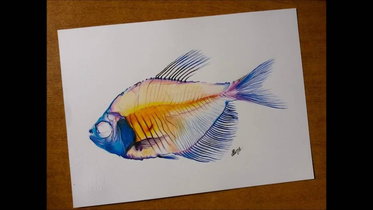 1280x720 Drawing Video - Fish Skeleton Drawing