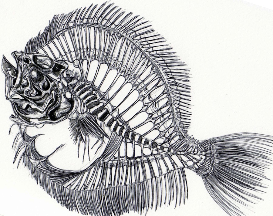 Fish Skeleton Drawing at Explore collection of