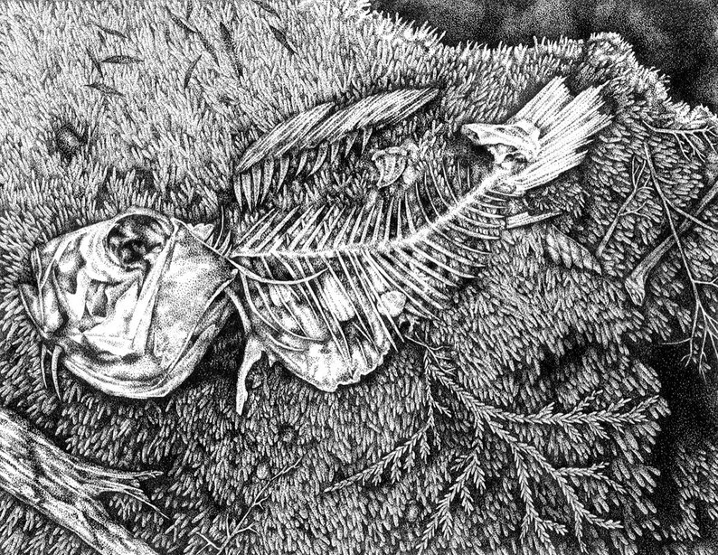 794x614 fish skeleton drawing framed stipple ink drawing framed etsy - Fish Skeleton Drawing