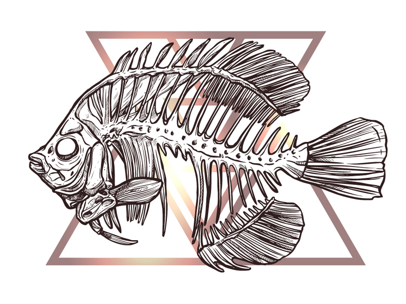 800x600 Fish Skeleton - Fish Skeleton Drawing