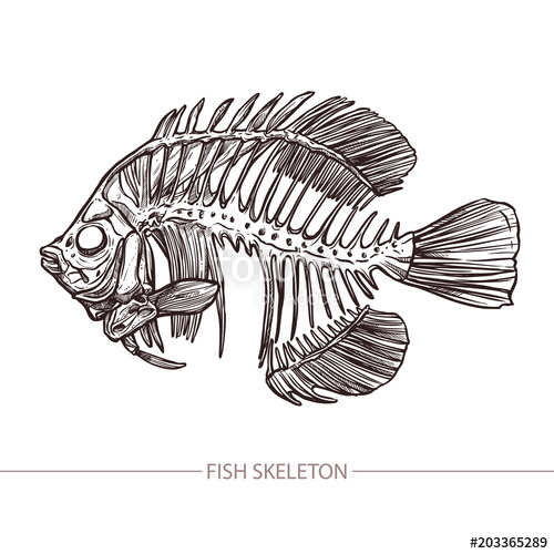 Fish Skeleton Drawing at PaintingValley.com | Explore collection of ...